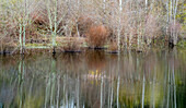 USA, Washington State, Sammamish Frühling und Erlenbäume und ihre Spiegelungen in einem kleinen Teich
