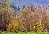 USA, Bundesstaat Washington, Nelken im Vorfrühling und Bäume, die gerade austreiben, sowie Kanadagänse im Flug