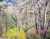 USA, Bundesstaat Washington, Nelke im Vorfrühling und Bäume im Austrieb