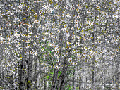 USA, Bundesstaat Washington, Fall City Frühjahrsblüte der Wildkirsche