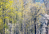 USA, Bundesstaat Washington, Fall City Baumwollbäume treiben im Frühjahr entlang des Snoqualmie River gerade aus