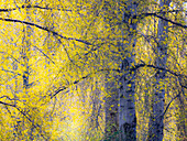 USA, Bundesstaat Washington, Fall City Baumwollbäume treiben im Frühjahr entlang des Snoqualmie River gerade ihre Knospen aus