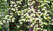 USA, Washington State, Pacific Northwest Sammamish White Dogwood blooming early spring