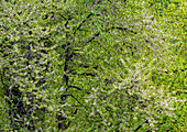 USA, Bundesstaat Washington, Pazifischer Nordwesten, Fall City im Frühjahr und blühende Wildkirsche zwischen Cottonwood-Bäumen