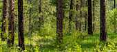USA, Washington State, Leavenworth Balsamroot blooming amongst Ponderosa Pine
