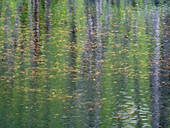 USA, Bundesstaat Washington, Old Cascade Highway abseits des Highway 2 und Teich, in dem sich Erlenbäume spiegeln