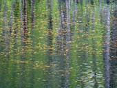 USA, Washington State, Old Cascade Highway off of Highway 2 and pond reflecting alder trees