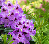 USA, Washington State, Pacific Northwest, Bellevue and the Bellevue Botanical Gardens springtime blooming Rhododendron