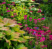 USA, Washington State, Pacific Northwest, Bellevue and the Bellevue Botanical Gardens springtime