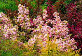 USA, Washington State, Pacific Northwest, Bellevue and the Bellevue Botanical Gardens springtime