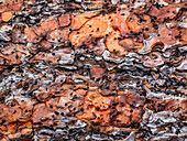 USA, Bundesstaat Washington, Tafelberg östliche Kaskadenberge Ponderosa Pine Bark