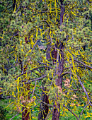 USA, Bundesstaat Washington, Tafelberg östliche Kaskadenberge Gelbe Flechte auf Ponderosa-Kiefer