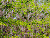 USA, Washington State, Othello grove of trees along Highway 26