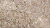 USA, Washington State, Benge. Dried grass seed heads