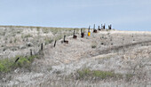 USA, Washington State, Benge. Wooden post fence and grasses on rolling hills