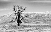 USA, Bundesstaat Washington, Ost-Washington, Benge. Einsamer toter Baum in einem Grasfeld
