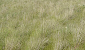 USA, Bundesstaat Washington, Palouse-Gräser weichgezeichnet bei Colfax