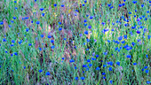 USA, Bundesstaat Washington, Palouse und Feld mit blühenden blauen Junggesellenknöpfen