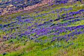 USA, Washington State, Palouse with hillside of vetch