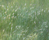 USA, Washington State, Palouse with hillside planted in grass