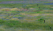 USA, Washington State, Benge. Purple vetch in field