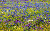 USA, Washington State, Palouse and field of blue bachelor buttons flowering