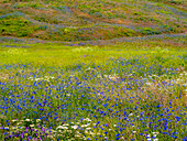 USA, Washington State, Palouse and field of blue bachelor buttons flowering