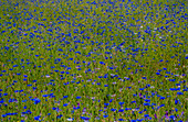 USA, Bundesstaat Washington, Palouse und blühendes Feld mit blauen Junggesellenknöpfen