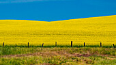 USA, Washington State, Palouse and springtime crop of Canola