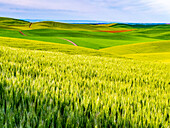 USA, Bundesstaat Washington, Palouse Überblick über Weizenfelder von oben