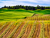 USA, Washington State, Palouse with cut drying rows of hay along with wheat fields
