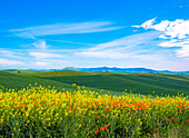 USA, Bundesstaat Washington, rote Mohnblumen und gelber Raps aus der Palouse mit einer Landschaft von Weizenfeldern