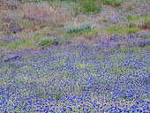 USA, Washington State, Palouse blue bachelor buttons in large field near Winona