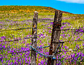 USA, Washington State, Benge and field of vetch blooming with wooden fenced gate and lock
