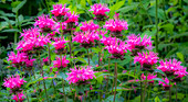 USA, Bundesstaat Washington, Sammamish und unser Garten mit rosa Bienenbalsam.