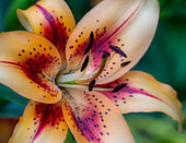 USA, Washington State, Pacific Northwest Sammamish Asiatic Lily close up