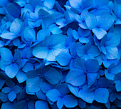 USA, Bundesstaat Washington, Pazifischer Nordwesten, Sammamish blaue Hortensie in unserem Garten
