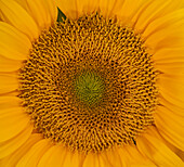 USA, Washington State, Pacific Northwest Sammamish Orange / yellow sunflower close up