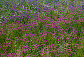 USA, Washington State, Carnation Valley and field of Everlasting Flowers - Statice