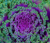 USA, Washington State, Sammamish ornamental cabbage