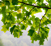 USA, Washington State, Bellevue Ginkgo Tree green leaves