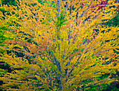 USA, Washington State, Bellevue Ginkgo Tree in Autumn colors