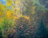 USA, Washington State, Preston and Cottonwood and Big Leaf Maple trees in fall colors