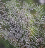 USA, Washington State, Pacific Northwest, Sammamish dew covered spider web