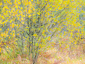 USA, Washington State, Bellevue alder tree golden/yellow fall colors