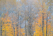 USA, Washington State, Preston, Cottonwoods and Big Leaf Maple trees in fall colors
