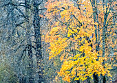 USA, Washington State, Preston, Cottonwoods und Big Leaf Maple Bäume in Herbstfarben