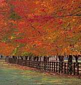 USA, Bundesstaat Washington, North Bend, Zaun und von Bäumen gesäumte Einfahrt in Herbstfarben
