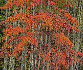 USA, Washington State, Snoqualmie cherry trees in red with backdrop of Alder Tree Trunks