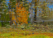 USA, Bundesstaat Washington, Fall City, Snoqualmie River und herbstlich gefärbter Ahornbaum in Spiegelung